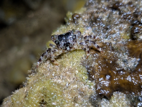 Pachygrapsus, 2026-10-04