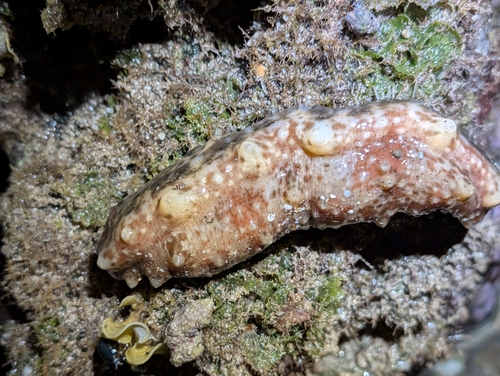 Stichopus observed 2026-10-04