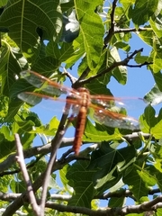 Libellula saturata
