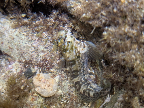 Entomacrodus marmoratus observed 2026-10-04