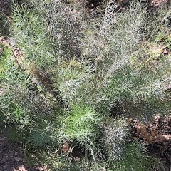 Foeniculum vulgare dulce