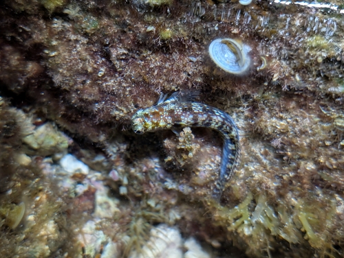 Blenniella gibbifrons observed 2026-10-04