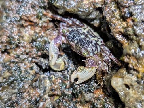 Pachygrapsus, 2026-10-04