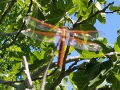 Libellula saturata