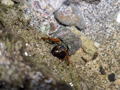 Calcinus laevimanus observed 2026-10-04