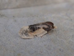 Henricus edwardsiana