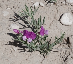 Lathyrus polymorphus
