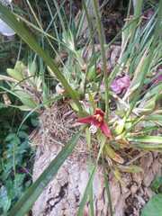 Maxillaria tenuifolia