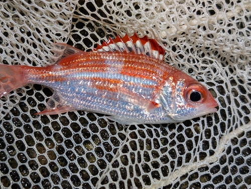 Sargocentron punctatissimum observed 2026-10-04