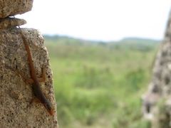 Anolis wattsii
