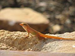 Anolis wattsii
