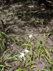Hymenocallis crassifolia