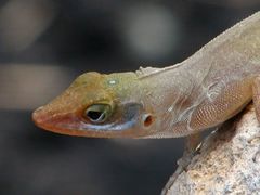 Anolis wattsii