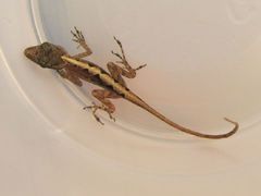 Anolis wattsii
