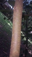 Koelreuteria