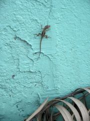 Anolis wattsii