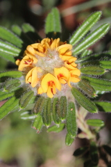 Pultenaea petiolaris