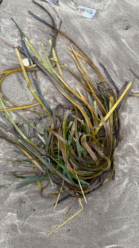 Cymodocea nodosa observed 2026-10-05