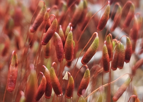 Rosulabryum torquescens observed 2026-10-05