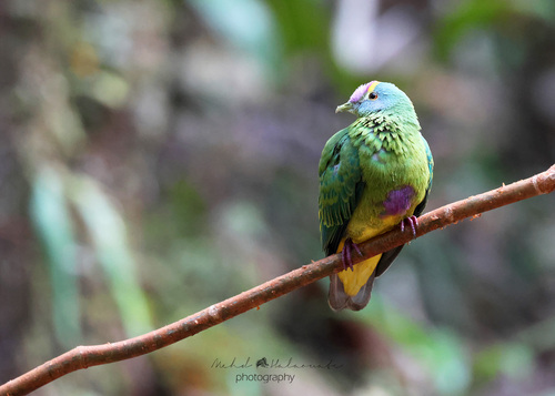 Ptilinopus coronulatus observed 2026-09-25
