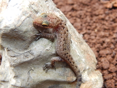 Cyrtodactylus marmoratus