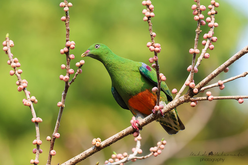 Ptilinopus iozonus observed 2026-09-18