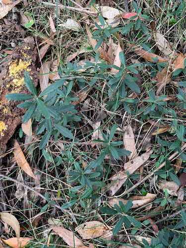 Olearia erubescens, 2026-10-05