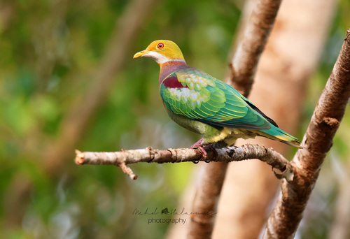 Ptilinopus ornatus observed 2026-09-18
