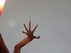 Cyrtodactylus marmoratus