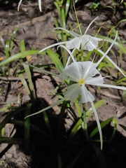 Hymenocallis crassifolia