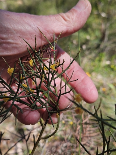 Acacia spinescens observed 2026-10-05