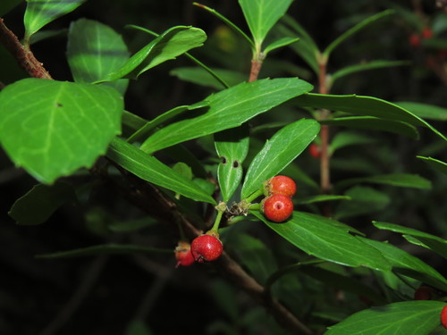 Azara alpina, photograph 6