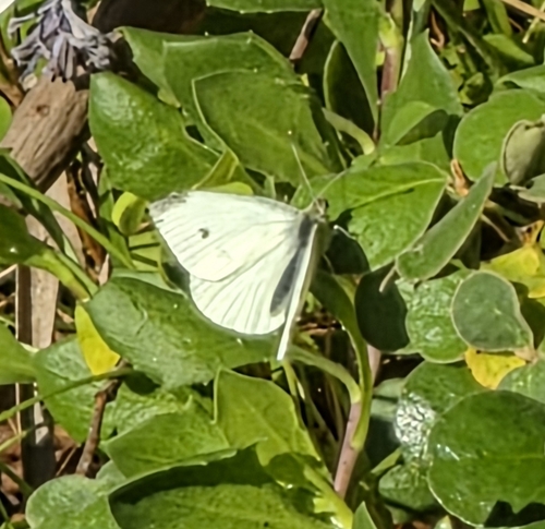 Small White