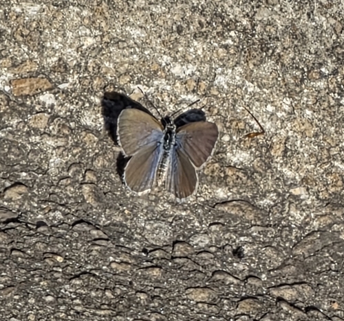 Lesser Grass Blue