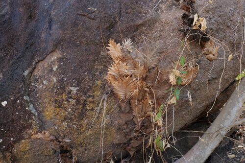 Drynaria quercifolia observed 2026-10-02