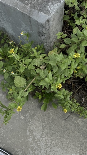 Wollastonia biflora observed 2026-10-05