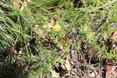 Pultenaea petiolaris