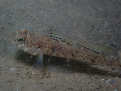 Pomatoschistus pictus