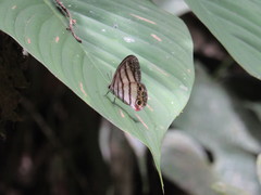 Euptychia pegasus