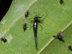 Chikunia nigra
