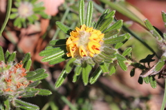 Pultenaea petiolaris