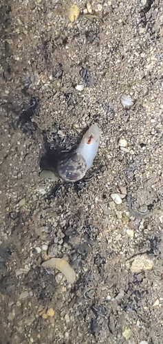 Nassarius gaudiosus observed 2026-10-04