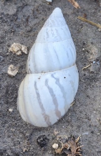 Striped Rabdotus Snail