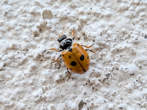 Variegated Lady Beetle