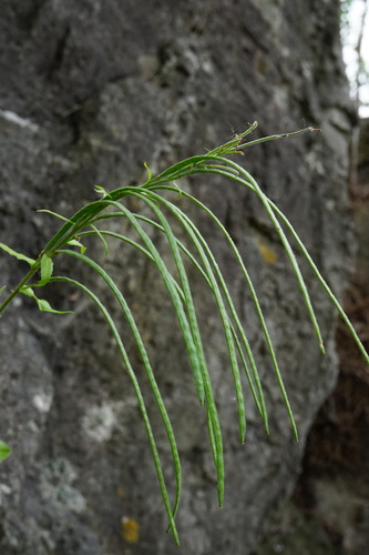 Pseudoturritis turrita, photograph 1