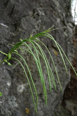 Pseudoturritis turrita, photograph Patrick Hacker, CC BY, iNaturalist via GBIF
