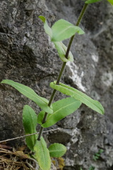 Pseudoturritis turrita, photograph Patrick Hacker, CC BY, iNaturalist via GBIF