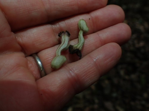 Aristolochia praevenosa, 2026-10-05