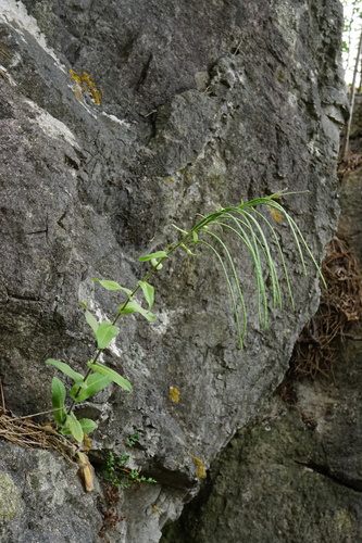 Pseudoturritis turrita