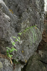 Pseudoturritis turrita